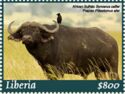 African Buffalo