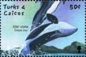 Killer Whale (Orcinus orca)