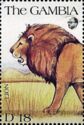 Lion (Panthera leo)
