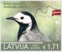 Europa - National Bird - White Wagtail (Motacilla alba)