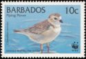 Piping Plover (Charadrius melodus)