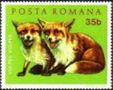 Red Fox (Vulpes vulpes)