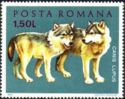 Gray Wolf (Canis lupus lupus)