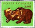 Brown Bear (Ursus arctos)