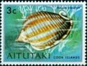 Striped Bonnet (Phalium strigatum)