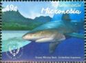 Oceanic Whitetip Shark (Carcharhinus longimanus)