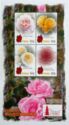 Roses 2005 mini sheet