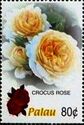 Crocus Rose