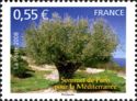 Paris Summit for Mediterannee - Olive Tree
