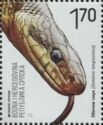 Aesculapian Snake (Zamenis longissimus)