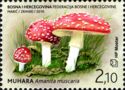 Fly agaric (Amanita muscaria)