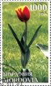 Red Tulip