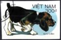 Basset (Canis lupus familiaris)