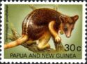 Goodfellow's Tree Kangaroo (Dendrolagus goodfellowi)