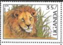 African Lion, Elephant Grass