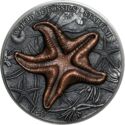 2 Dollars (Antique World of Fossils (Starfish))