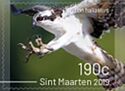 Osprey (Pandion haliaetus)