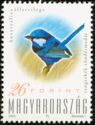 Splendid Fairywren (Malurus splendens)