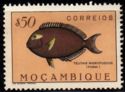 Dusky Surgeonfish (Teuthis nigrofuscus)