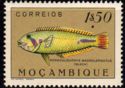 Emerald Wrasse (Novaculichthys macrolepidotus)