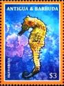 Seahorse (Hippocampus sp.)