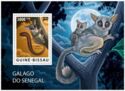 Northern Lesser Galago (Galago senegalensis)