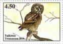 Boreal Owl (Aegolius funereus)
