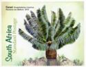 Cycad (Encephalortos inopinus)