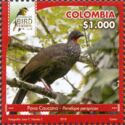 Cauca Guan (Penelope perspicax)