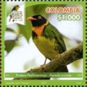 Orange-breasted Fruiteater (Pipreola jucunda)