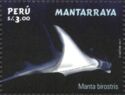 Manta Ray (Manta birostris)