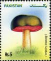 Mushrooms - Boletus luridus