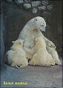 Polar Bear (Ursus maritimus)