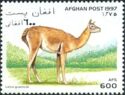 Guanaco (Lama guanicoe)