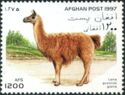 Llama (Lama guanicoe glama)