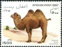 Bactrian Camel (Camelus ferus bactrianus)