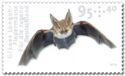 Grey Long-Eared Bat (Plecotus austriacus)