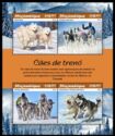 Sledge Dogs (Canis lupus familiaris)