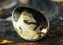 1 Dollar (Golden Dragon Egg)