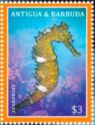 Seahorse (Hippocampus sp.)