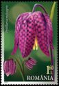 Fritillaria meleagris