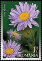 Aster alpinus