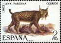 Iberian Lynx (Lynx pardina)