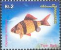 Tiger Barb (Barbus tetrazona)