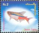 Neon Tetra (Paracheirodon innesi)