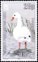Coscoroba Swan (Coscoroba coscoroba)