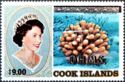 Hood Coral (Stylophora pistillata) - OHMS Overprint