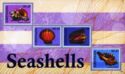 Seashells