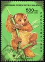 West African Potto (Perodicticus potto)