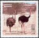 Ostrich (Struthio camelus)